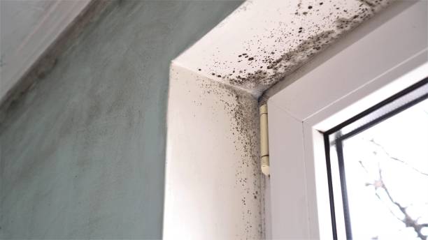 Best Asbestos and Lead Testing During Mold Inspection  in Burlington, IA