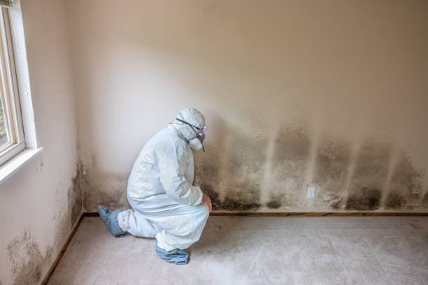 Best Post-Construction Mold Inspection  in Burlington, IA