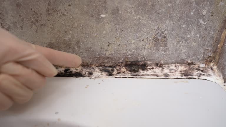 Best Attic Mold Removal  in Burlington, IA